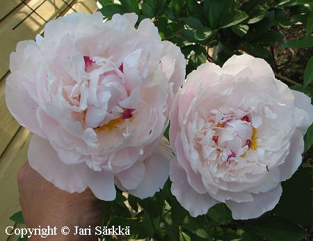 Paeonia lactiflora 'Reine Hortense', kiinanpioni